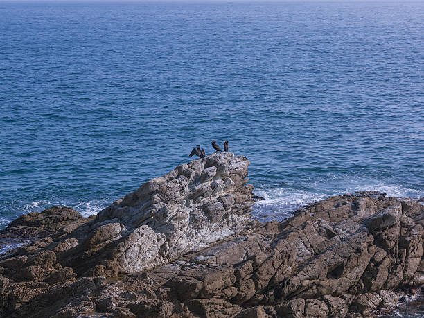 Cliff with cormorants. Varazze. Liguria. Italy. Varazze is located in the Italian Riviera, about 30 kilometers (19 miles) west of Genoa. It lies at the foot of the Ligurian Apennines, and of the Natural Park of Monte Beigua. In the Early Middle Ages, a small village grew around a former Roman boatyard named \
