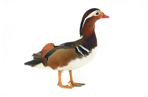 istock male mandarin duck 629170308