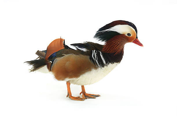 istock male mandarin duck 629170340