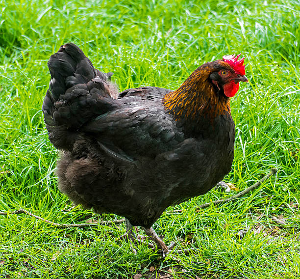 istock Beautiful Rooster on nature background 629170436