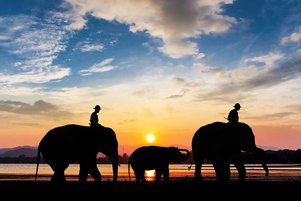 istock Elephant with sunset at the beach twilight time 629172376