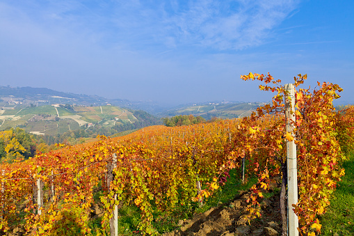 Piedmont - Italy, Vineyard, Autumn, Field, Grape, Season