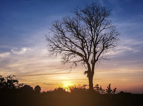 istock landscape magical sunrise sky with winter silhouette dry tree tr 629183124