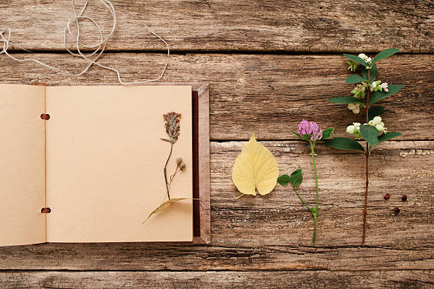 istock Drying up plants in scrapbook, flat lay 629186502
