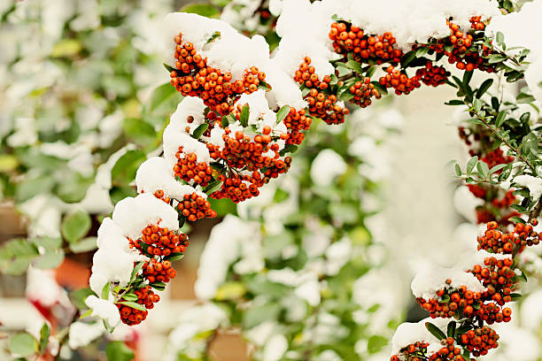 Rowan branch under snow in the winter. Selective focus.