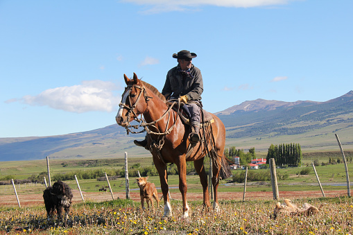 Punta Arenas, Chile-Nov. 15, 2012: Outside of Punta Arenas on the pampas of Patagonia, a gaucho on horseback tends his sheep while riding along the fence line of a sheep ranch.