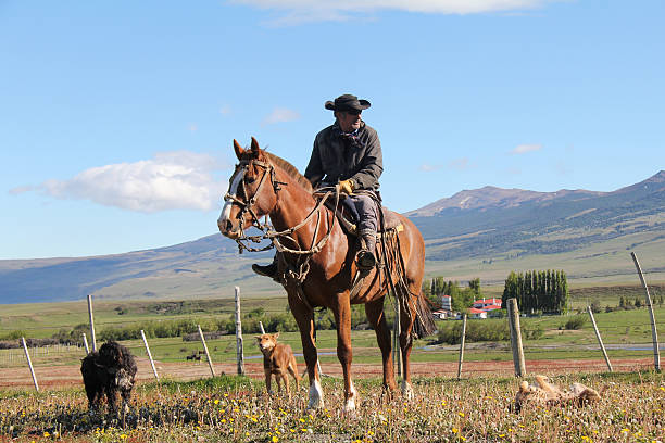 Gaucho and his Sheep Dogs Punta Arenas, Chile-Nov. 15, 2012: Outside of Punta Arenas on the pampas of Patagonia, a gaucho on horseback tends his sheep while riding along the fence line of a sheep ranch. gaucho stock pictures, royalty-free photos & images