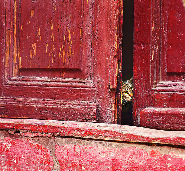 istock Cat looking outside from an old house 629188308