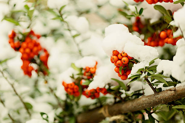 istock Rowan branch under snow in the winter. Selective focus. 629188436