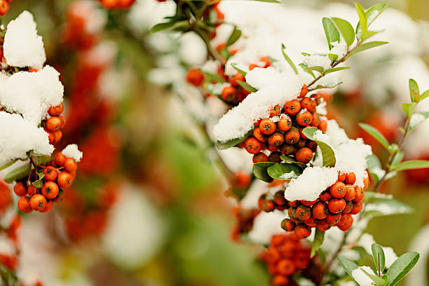 istock Rowan branch under snow in the winter. Selective focus. 629188632
