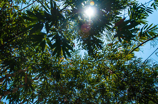 Tropical Rainforest Landscape View with Sunlight, Kanchanaburi, Thailand
