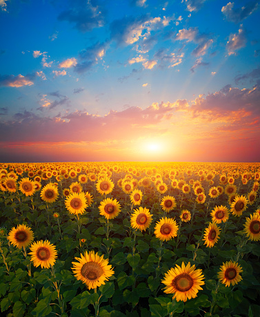 Landscape with sunflowers at sunset