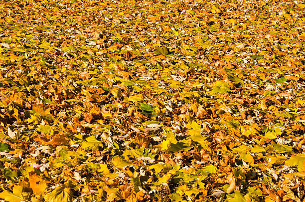 istock Autumnal background of colored maple leaves 629190804
