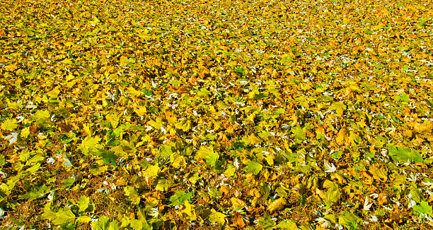 istock Autumnal background of colored maple leaves 629190876