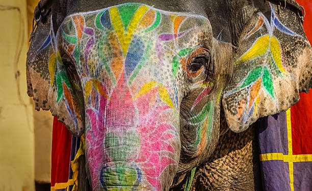 istock Mucked elephant in India 629202750