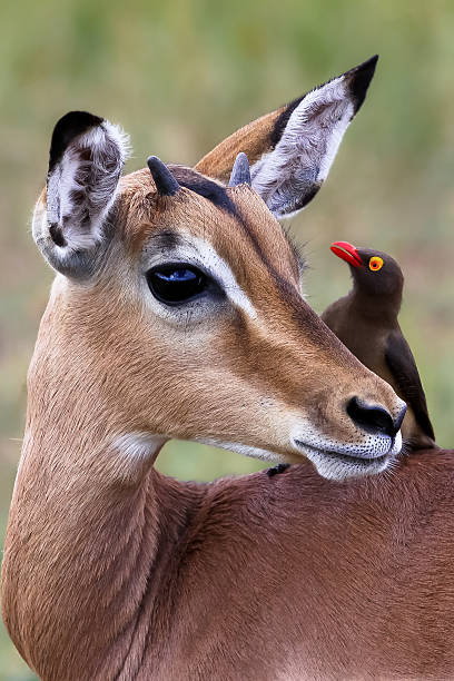 istock Impala with maggot chopper in South Africa 629202794