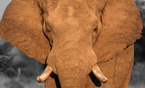 istock African elephant in South Africa 629202908