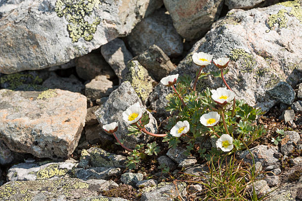 istock The arctic-alpine species Ranunculus glacialis (glacier crowfoot or buttercup) 629209104