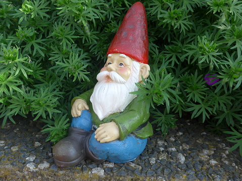 Garden dwarf with red hat sits in front of a green hedge.