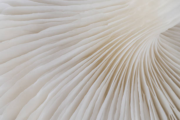 istock abstract background macro of Sajor-caju Mushroom 629210696