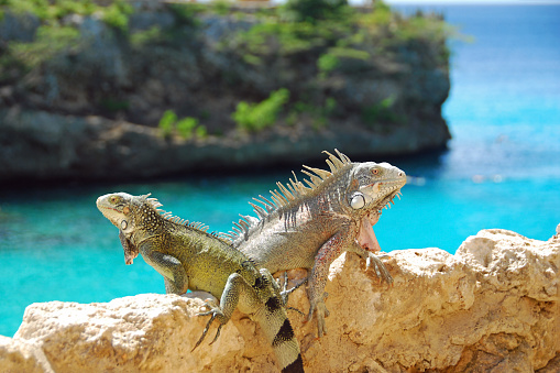 Two Iguana sitting high up above the Caribbean Sea .