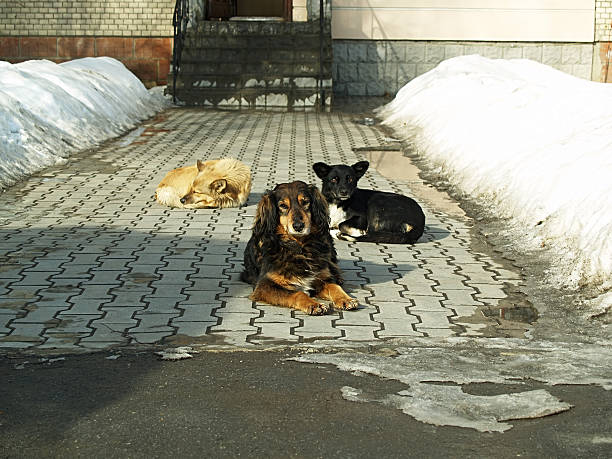 istock flock of dogs 629212756