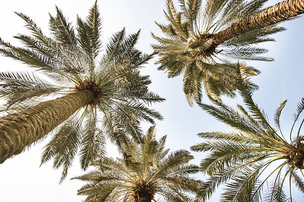 The Jeddah Corniche is the 30 km coastal resort area of the city of Jeddah. Located along the Red Sea, the corniche features a coastal road, recreation areas, pavilions and large-scale civic sculptures