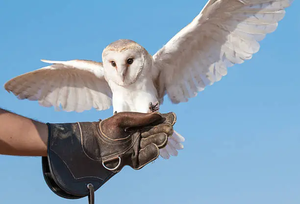 Portrait of a young female barn owl (Tyto alba) landing on the falconer's glove during a falconry training in Dubai, UAE.	