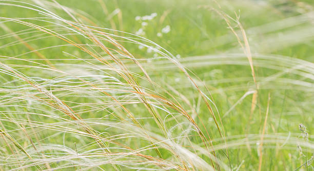 istock Beautiful grass waving in the wind 629213652
