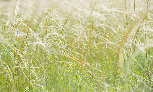 istock Beautiful grass waving in the wind 629213740