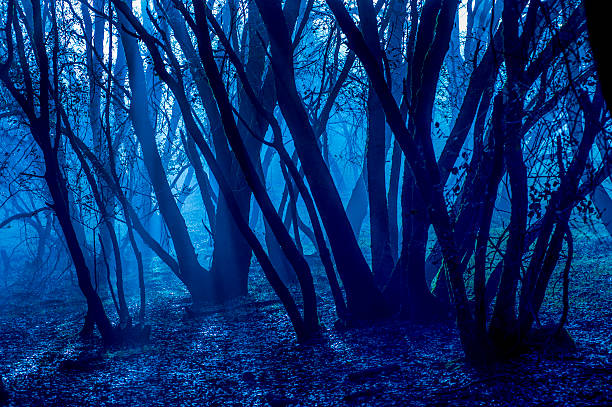 istock Oak Trees and Fog 629213748