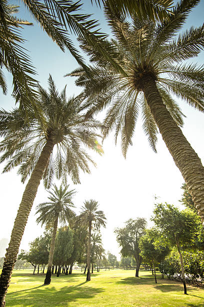 Silhouette of dark date palms. Black leaves against clear oarnge and blue sky. Summer sunset in the resort garden. Vacation concept. Exotic nature and travel destination, Cyprus, Europe.