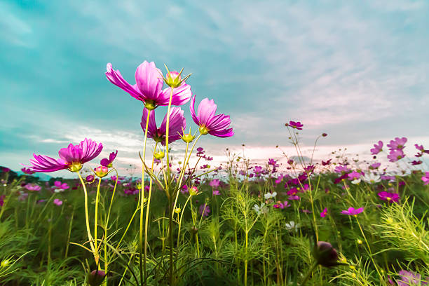 istock Pink cosmos on field in twilight 629214532