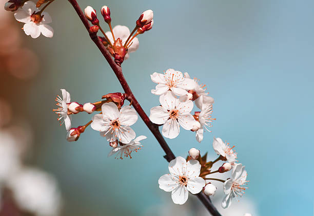 istock cherry branch with white flowers blooming 629214642