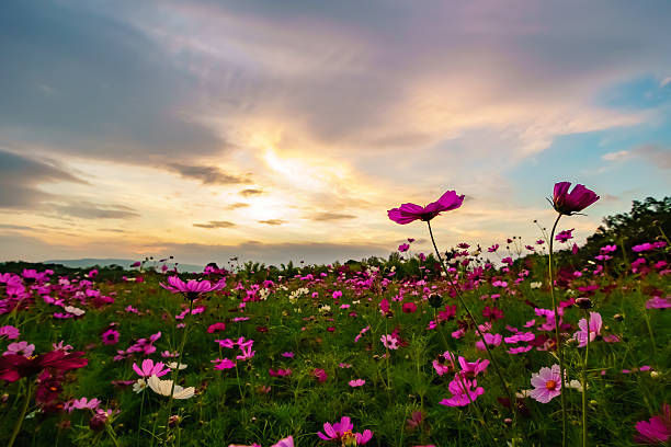 istock Pink cosmos on field in twilight 629214712