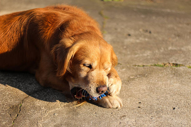 istock beautiful golden retriever enjoys the sun 629215084