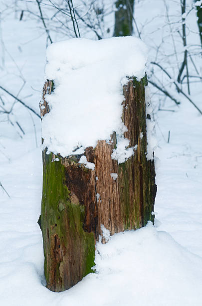 istock Stump with snow in winter forest 629215264