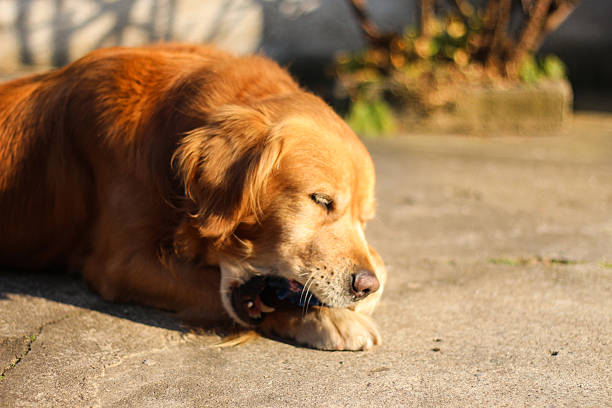 istock beautiful golden retriever enjoys the sun 629215832