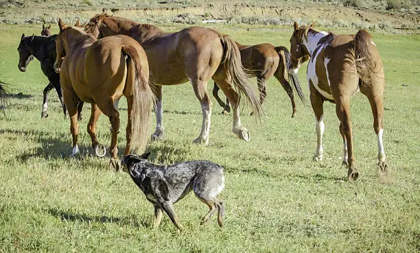 I took this photograph while on a ranch.  This dog was so dedicated to his job of rounding up the horses.  