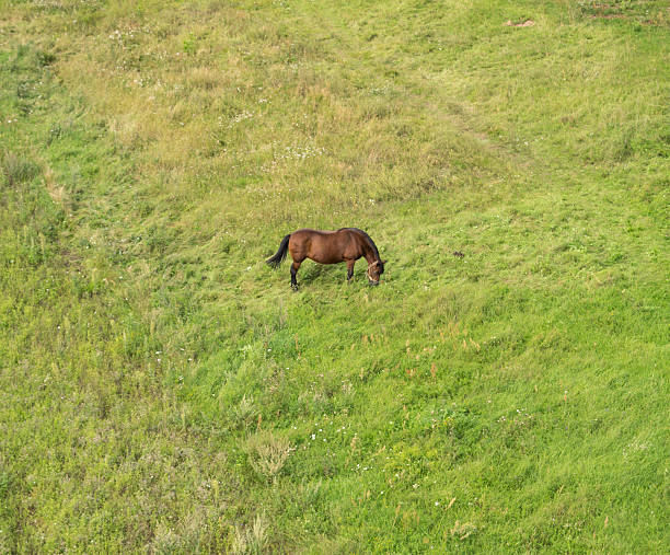 istock Horse on the meadow 629217646