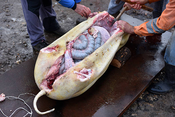 istock Slaughterman cutting off the chitterlings of a pig 629217708