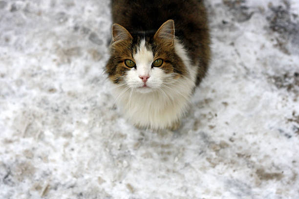 istock Cat on a snowy road. 629225288