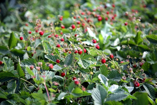 Wild strawberry bush with ripe berries and green leafs close-up, blurred background