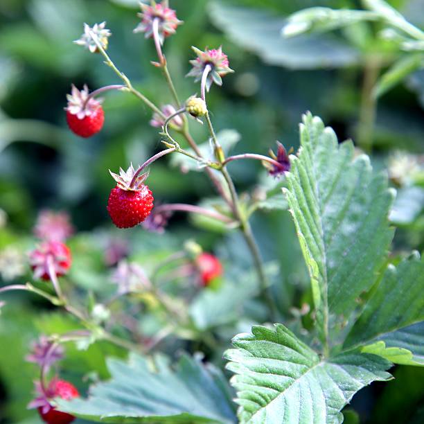 熟したベリーと緑の葉を持つ野生のイチゴブッシュ。マクロ。 - strawberry plant bush cultivated ストックフォトと画像