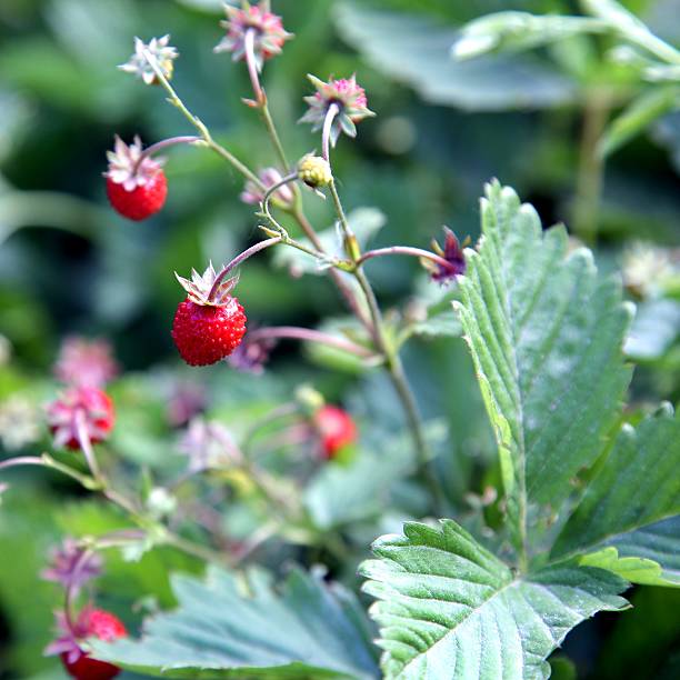 istock Wild strawberry bush with ripe berries and green leafs. Macro. 629225516