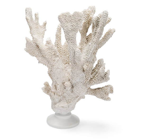 istock Tall, White Coral on Stand Over White Background 629226924