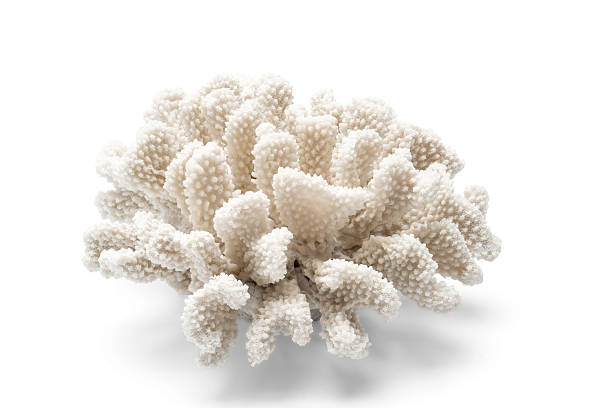 istock A Spiny White Ornamental Coral Over a White Background 629226980