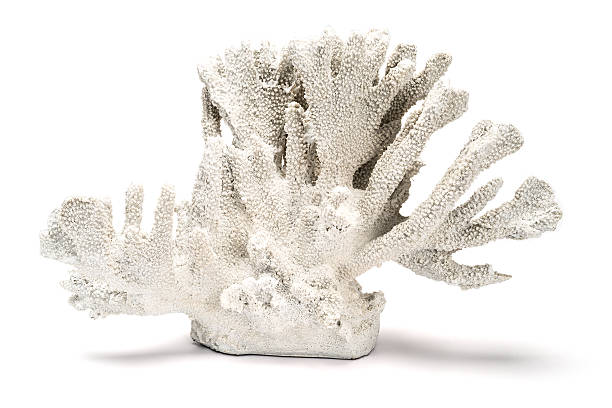 istock A White Ornamental Coral Over a White Background 629227024