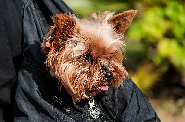 Yorkshire Terrier dog in bag stock photo