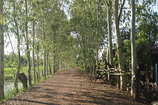 istock Eucalyptus trees planted on both sides of the road occurs 629227842
